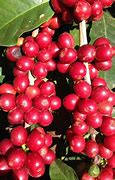 Image result for Red Cherry Coffee