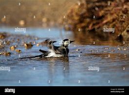 Image result for Alamy Pics Seach
