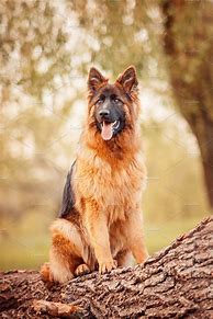 Image result for German Shepherd Sitting Images
