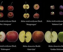 Image result for Red Apple Types
