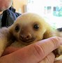Image result for Sloth Inspirational Quotes