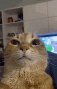 Image result for Orange Cat Staring at Camera Meme