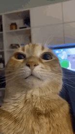 Image result for Cat High On Catnip Meme