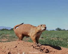 Image result for Arizona Prairie Dog
