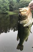 Image result for Swamp Donkey Fish