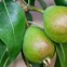 Image result for English Pear