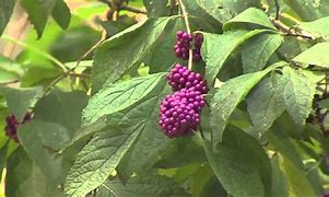 Image result for Erotic Beauty- Berry