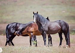 Image result for Utah Wild Horses Backgraond