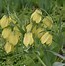 Image result for Fritillaria pallidiflora