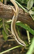 Image result for Long Tail Lizard