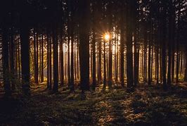 Image result for Nature Wallpaper HD Phone 4K