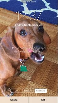 Image result for Live Photo Symbol iPhone