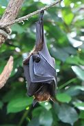 Image result for Hanging Bat