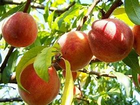 Image result for Prunus persica Vaes Oogst