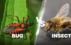 Image result for Difference Between Bugs and Insects