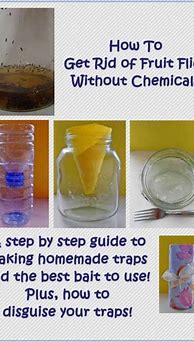 Image result for Get Rid of Fruit Flies