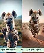 Image result for Spotted vs Striped Hyena
