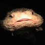 Image result for Blob Fish Mouth