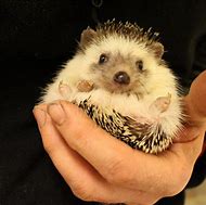Image result for African Hedgehog
