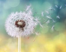 Image result for Dandelion Wish