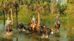 Image result for Florida Cracker Cowboys
