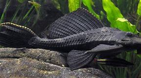 Image result for plecostomus