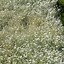 Image result for Cerastium tomentosum Silberteppich