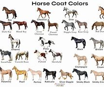 Image result for All the Horse Breeds