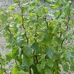 Image result for Corylus avellana Twister