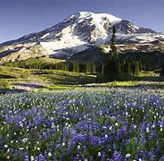 Image result for National Parks Tourist Attractions