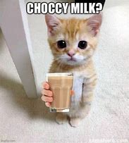 Image result for Cat Drinking Milk Meme