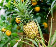 Image result for Pineapple Fruit Tree