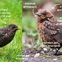 Image result for Male and Female Blackbirds