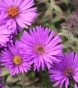 Image result for Aster novae-angliae Purple Dome