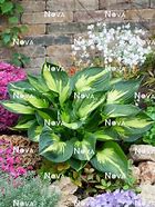 Image result for Hosta Morning Star