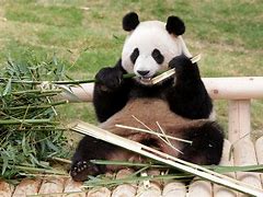Image result for Extinct Giant Panda