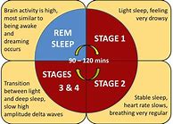 Image result for Cycle Diagram Cut Out
