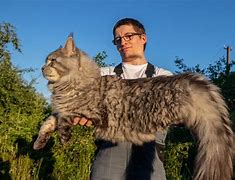 Image result for Biggest Feline