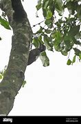 Image result for Dendropicos xantholophus