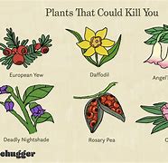 Image result for Most Deadly Plant