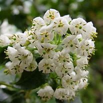Image result for Escallonia Iveyi