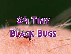 Image result for Bug Traps Indoor