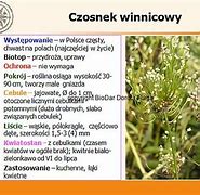 Image result for czosnek_winnicowy