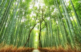 Image result for Bamboo Forest HD Wallpaper