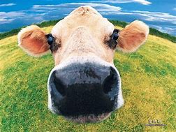 Image result for Funny Cow Face