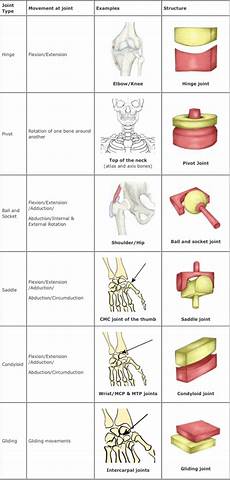 Joints Infogram Charts Amp Infographics Learn Biology