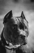 Image result for Pit Bull Grey