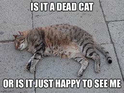 Image result for Dead Inside Cat Meme