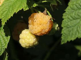Image result for Rubus idaeus Golden Autumn