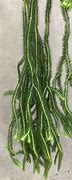 Image result for Deal of the Week Plant